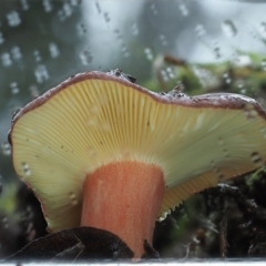 Russula sp. at Cotter River, ACT - 14 May 2022