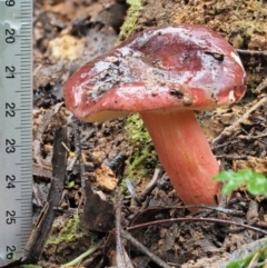 Russula sp. at Cotter River, ACT - 14 May 2022