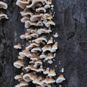 Stereum sp. at Cotter River, ACT - 14 May 2022