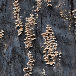 Stereum sp. at Cotter River, ACT - 14 May 2022