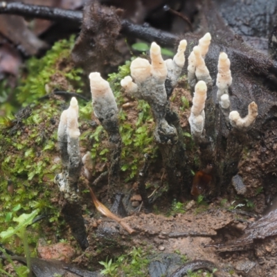 Xylaria 'hypoxylon group' at Namadgi National Park - 14 May 2022 by KenT