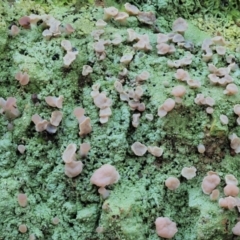 Baeomyces heteromorphus (A cap lichen) at Namadgi National Park - 1 May 2022 by KenT