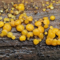 Bisporella citrina (Yellow Fairy Cups or Lemon Discos) at Cotter River, ACT - 2 May 2022 by KenT