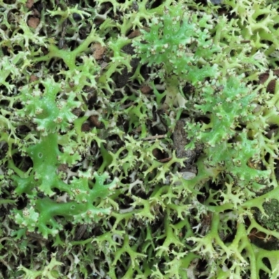 Cladia aggregata (A lichen) at Namadgi National Park - 2 May 2022 by KenT