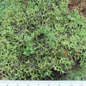 Cladia aggregata at Cotter River, ACT - 2 May 2022