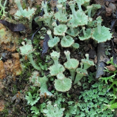 Cladonia sp. (genus) (Cup Lichen) at Namadgi National Park - 2 May 2022 by KenT