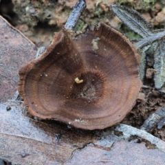 Coltricia sp. at Namadgi National Park - 1 May 2022 by KenT