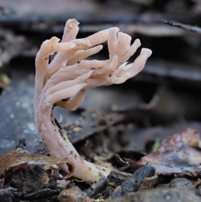 Clavulina sp. (A coral fungus) at Namadgi National Park - 1 May 2022 by KenT