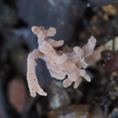 Clavulina sp. at Cotter River, ACT - 2 May 2022