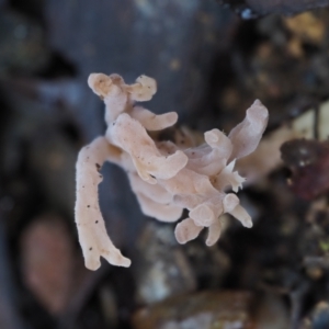 Clavulina sp. at Cotter River, ACT - 2 May 2022 09:20 AM