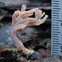 Clavulina sp. at Cotter River, ACT - 2 May 2022