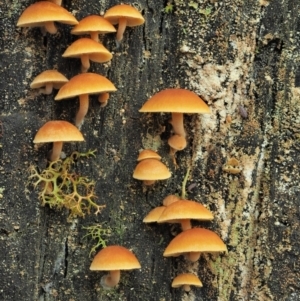 Gymnopilus sp. at Cotter River, ACT - 2 May 2022 11:50 AM