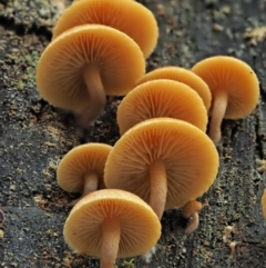 Gymnopilus sp. at Cotter River, ACT - 2 May 2022 11:50 AM