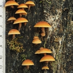 Gymnopilus sp. at Cotter River, ACT - 2 May 2022