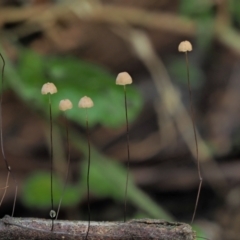 Marasmius crinisequi (Horse-hair fungus) at Cotter River, ACT - 2 May 2022 by KenT