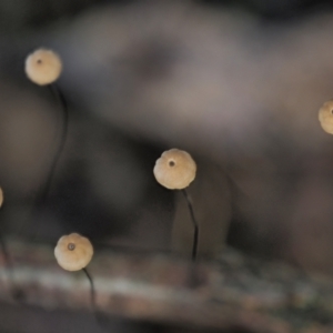 Marasmius crinisequi at Cotter River, ACT - 2 May 2022 12:17 PM