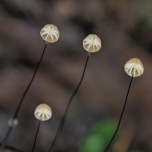 Marasmius crinisequi at Cotter River, ACT - 2 May 2022