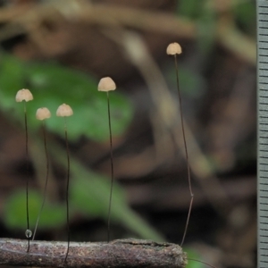 Marasmius crinisequi at Cotter River, ACT - 2 May 2022 12:17 PM