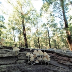 Mycena sp. ‘grey or grey-brown caps’ at Namadgi National Park - 2 May 2022 by KenT