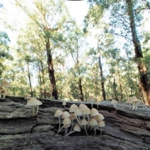 Mycena sp. ‘grey or grey-brown caps’ at Cotter River, ACT - 2 May 2022