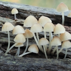 Mycena sp. ‘grey or grey-brown caps’ at Cotter River, ACT - 2 May 2022