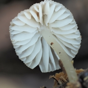 Mycena sp. ‘grey or grey-brown caps’ at Cotter River, ACT - 2 May 2022