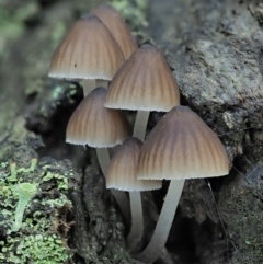 Mycena sp. ‘grey or grey-brown caps’ at Cotter River, ACT - 2 May 2022 by KenT