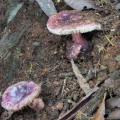 Russula 'purpureoflava group' at Cotter River, ACT - 2 May 2022 by KenT