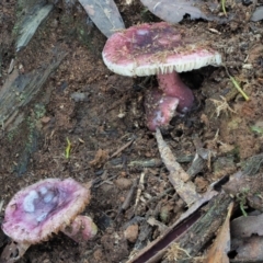 Russula 'purpureoflava group' at Namadgi National Park - 1 May 2022 by KenT