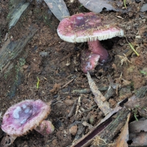 Russula 'purpureoflava group' at Cotter River, ACT - 2 May 2022 08:40 AM