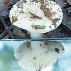 Russula sp. (genus) at Cotter River, ACT - 2 May 2022 09:02 AM