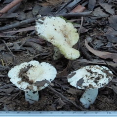 Russula sp. (genus) at Cotter River, ACT - 2 May 2022 09:02 AM