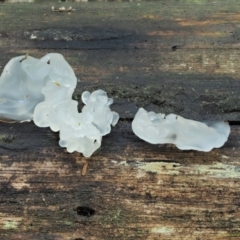 Tremella fuciformis (Snow Fungus) at Namadgi National Park - 2 May 2022 by KenT