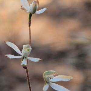 Caladenia moschata at Coree, ACT - suppressed