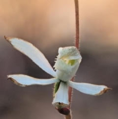 Caladenia moschata at Coree, ACT - suppressed