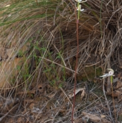 Caladenia moschata at Coree, ACT - 30 Nov 2022