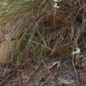 Caladenia moschata at Coree, ACT - suppressed