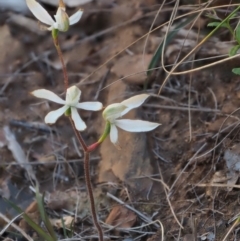 Caladenia moschata at Coree, ACT - suppressed