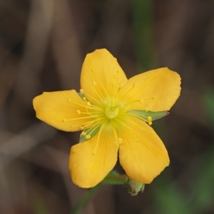 Hypericum gramineum at Coree, ACT - 30 Nov 2022 09:03 AM