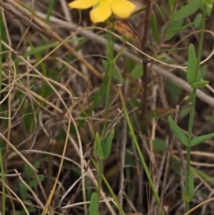 Hypericum gramineum at Coree, ACT - 30 Nov 2022 09:03 AM