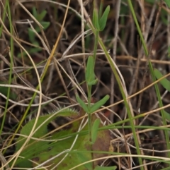 Hypericum gramineum at Coree, ACT - 30 Nov 2022 09:03 AM