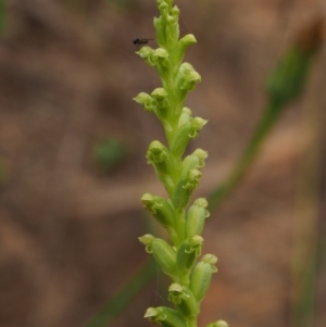 Microtis unifolia at Coree, ACT - suppressed