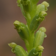 Microtis unifolia at Coree, ACT - suppressed