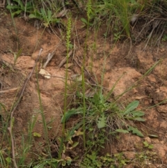 Microtis unifolia at Coree, ACT - suppressed