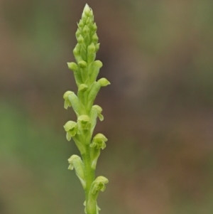 Microtis unifolia at Coree, ACT - suppressed