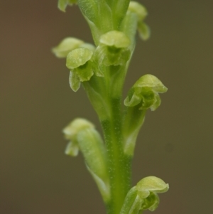 Microtis unifolia at Coree, ACT - suppressed