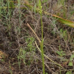 Microtis unifolia at Coree, ACT - suppressed