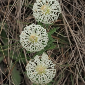 Pimelea treyvaudii at Coree, ACT - 30 Nov 2022 08:26 AM