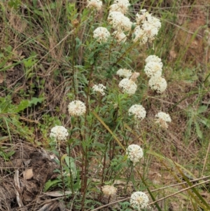 Pimelea treyvaudii at Coree, ACT - 30 Nov 2022 08:26 AM