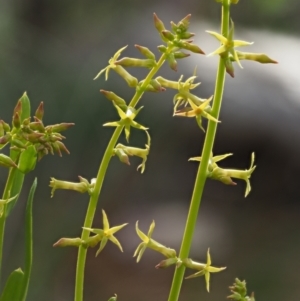 Stackhousia viminea at Coree, ACT - 30 Nov 2022